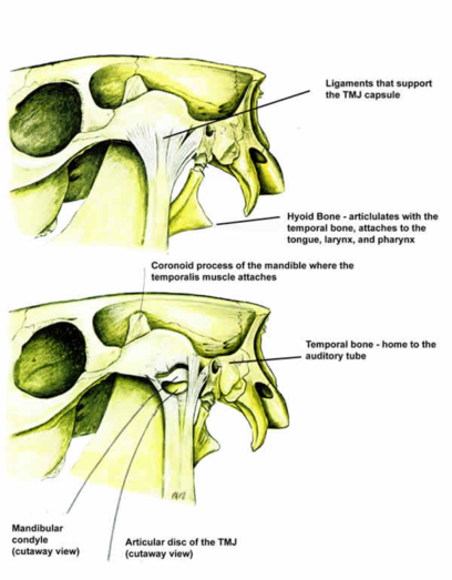 tmjarticle1